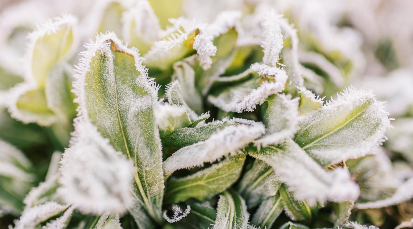 protect plants from frost