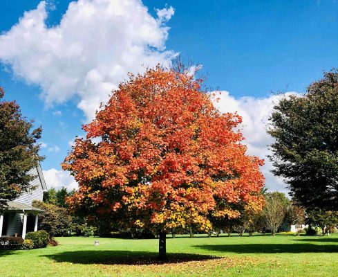 trees for front yard