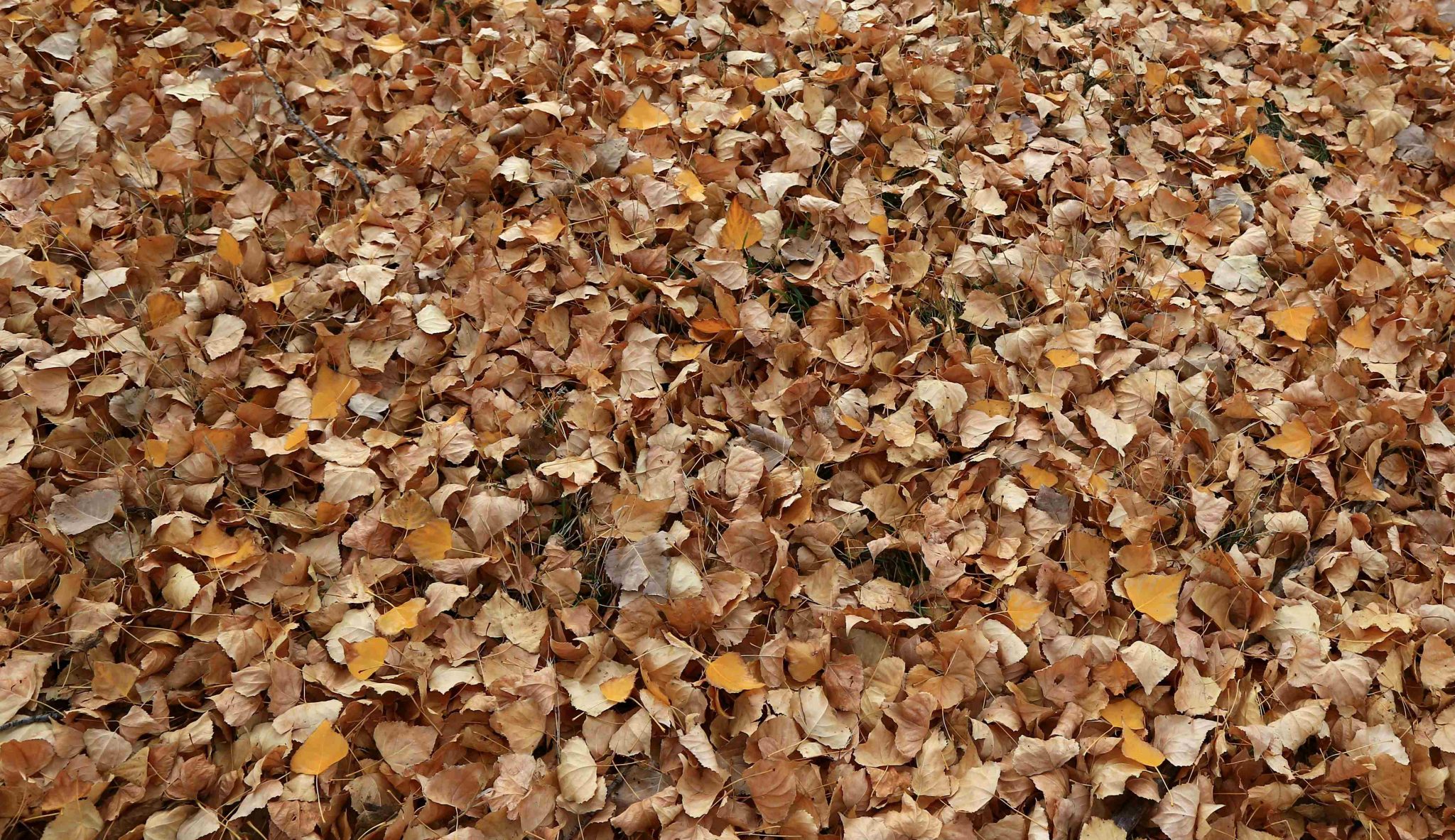 Types of Mulches 7 Types of Mulch Are Best for Landscaping? GREEN