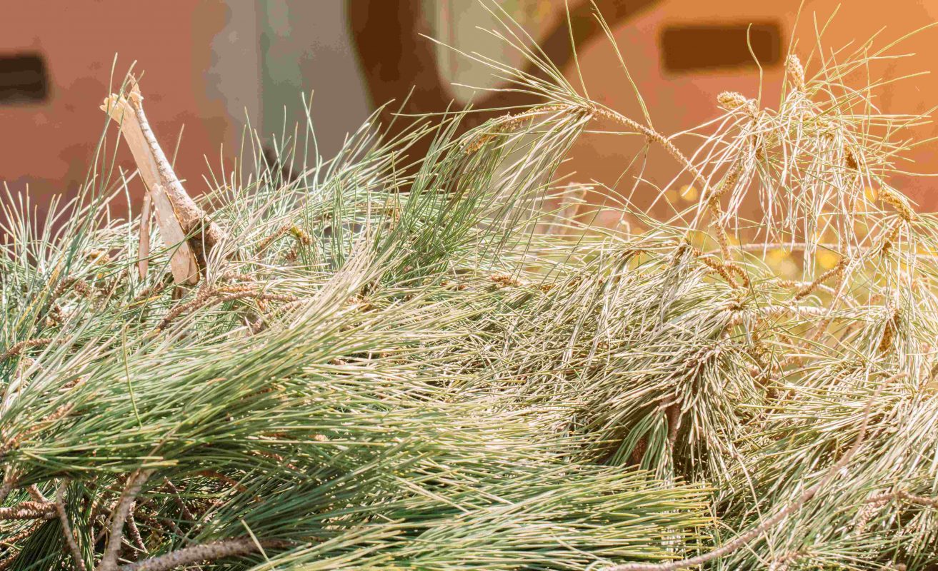 Types of Mulches 7 Types of Mulch Are Best for Landscaping? GREEN