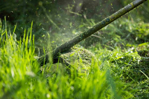 When to Dethatching Lawn