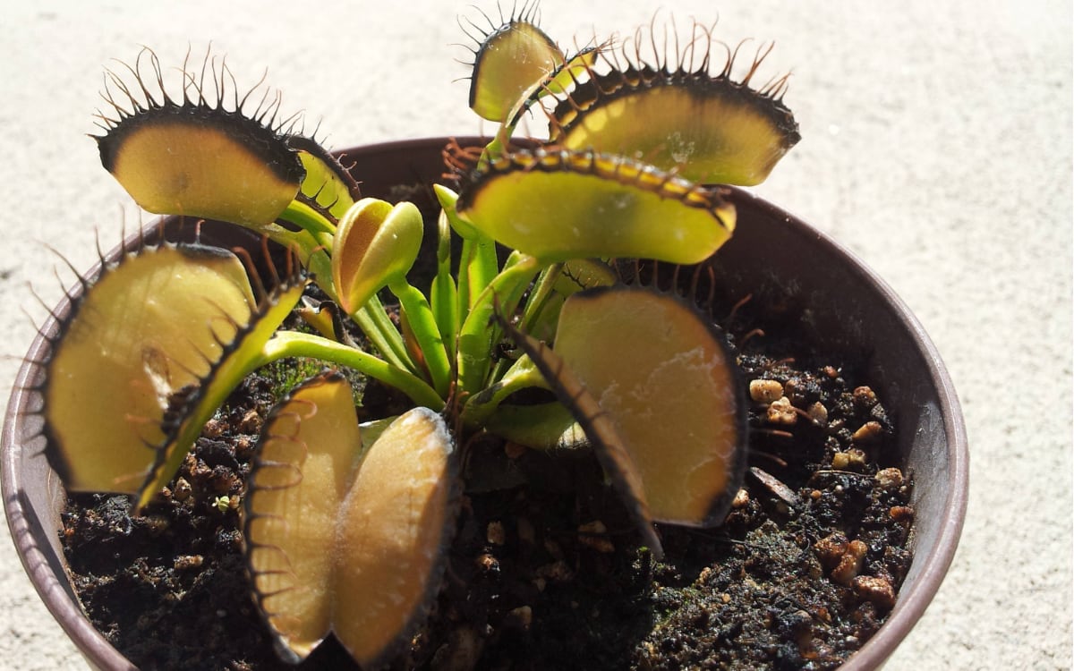 Venus Fly Trap Care A Complete Guide to Keep It Survive